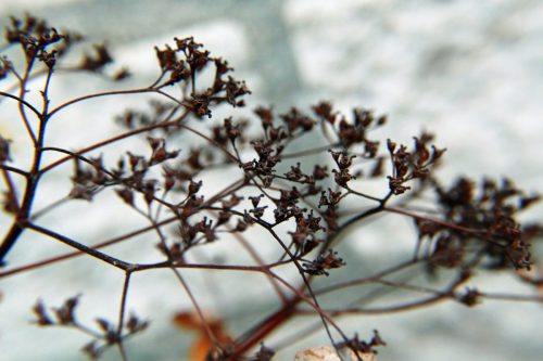 VOORJAARI IN DE TUIN 9389