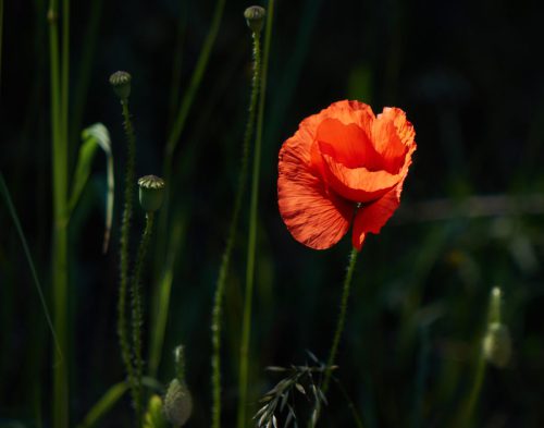 BOOM EN KLAPROOS 3064