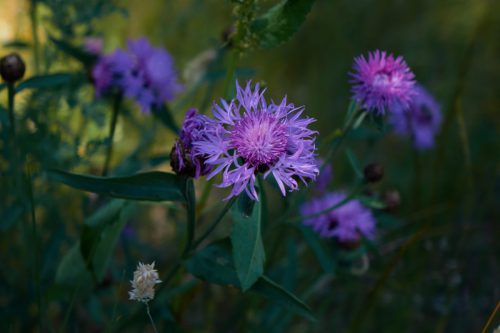 BOOM EN KLAPROOS 3084