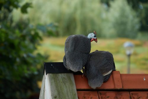 KINDERBOERDERIJ OSS 4785