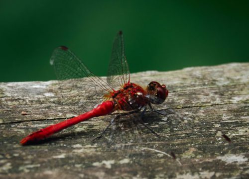KINDERBOERDERIJ OSS 4844
