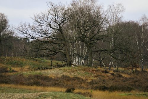 LOONSE EN DRUNENSE DUINEN 7088