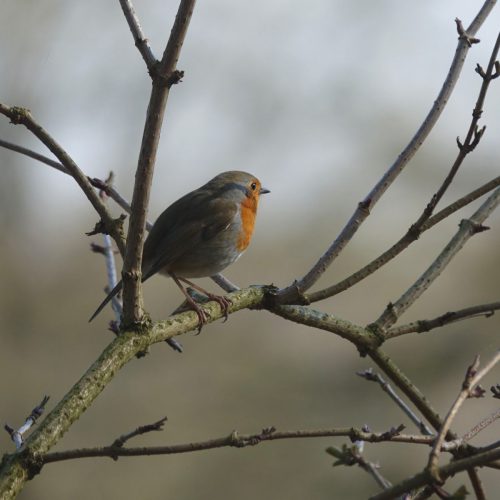 NATUURWANDELING STMICHIELSGESTEL 7761