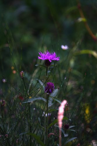 HEEMTUIN DEN BOSCH 2073