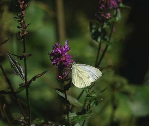 HEEMTUIN DEN BOSCH 2093