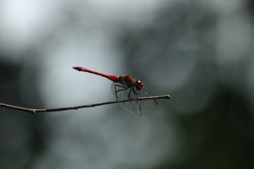 VENNEN OISTERWIJK 2493