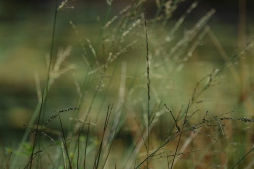 VENNEN OISTERWIJK 2515