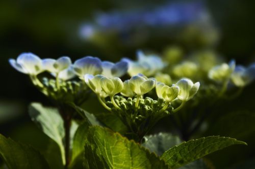 TUIN HORTENSIA 0569