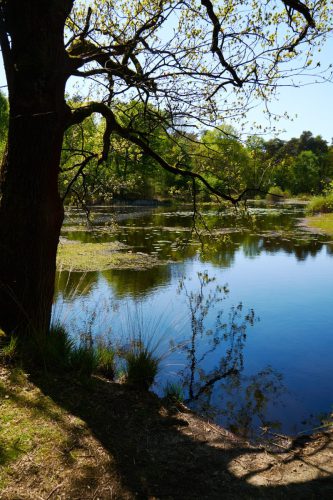 OISTERWIJK BOS EN VEN 4838